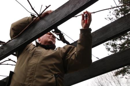 REZ KAMNIŠKE POTOMKE NAJSTAREJŠE VINSKE TRTE